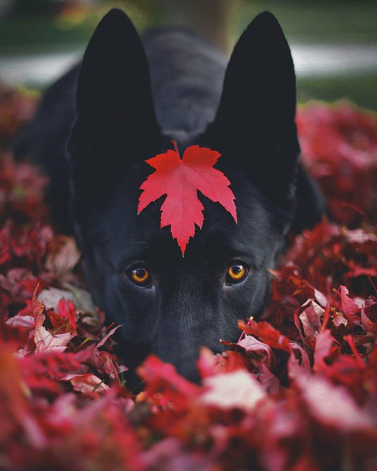 RincnCuriosoo's tweet photo. Encontró un lugar perfecto para descansar🍁🍁 https://t.co/GORsvP4VRW