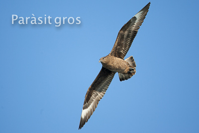 El curs per conèixer Els Ocells Marins del Delta de l'Ebre amb Marcel Gil-Velasco.
Inclou sortida en barca a la costa del Delta.
picampall.cat/producto/els-o…