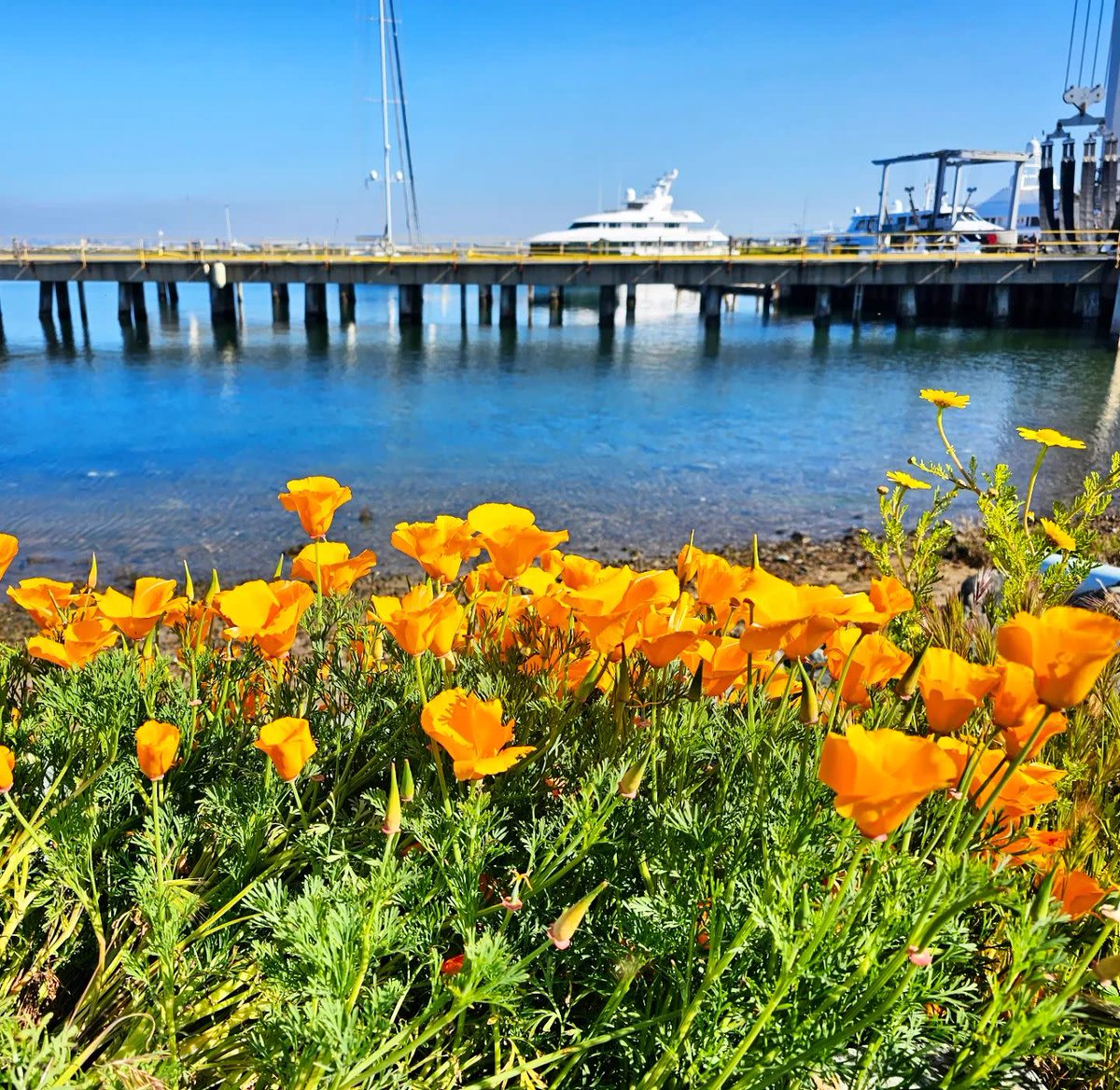 Basking in the golden glow of #CaliforniaPoppyDay in #VisitSD! 🧡🌼 Join us in celebrating the vibrant hues & sunny vibes of our state's beloved flower. Discover these golden blooms along coastal trails and amidst inland mountains! 📷 IG: lbowen1960 📍: Chula Vista Bayside Park