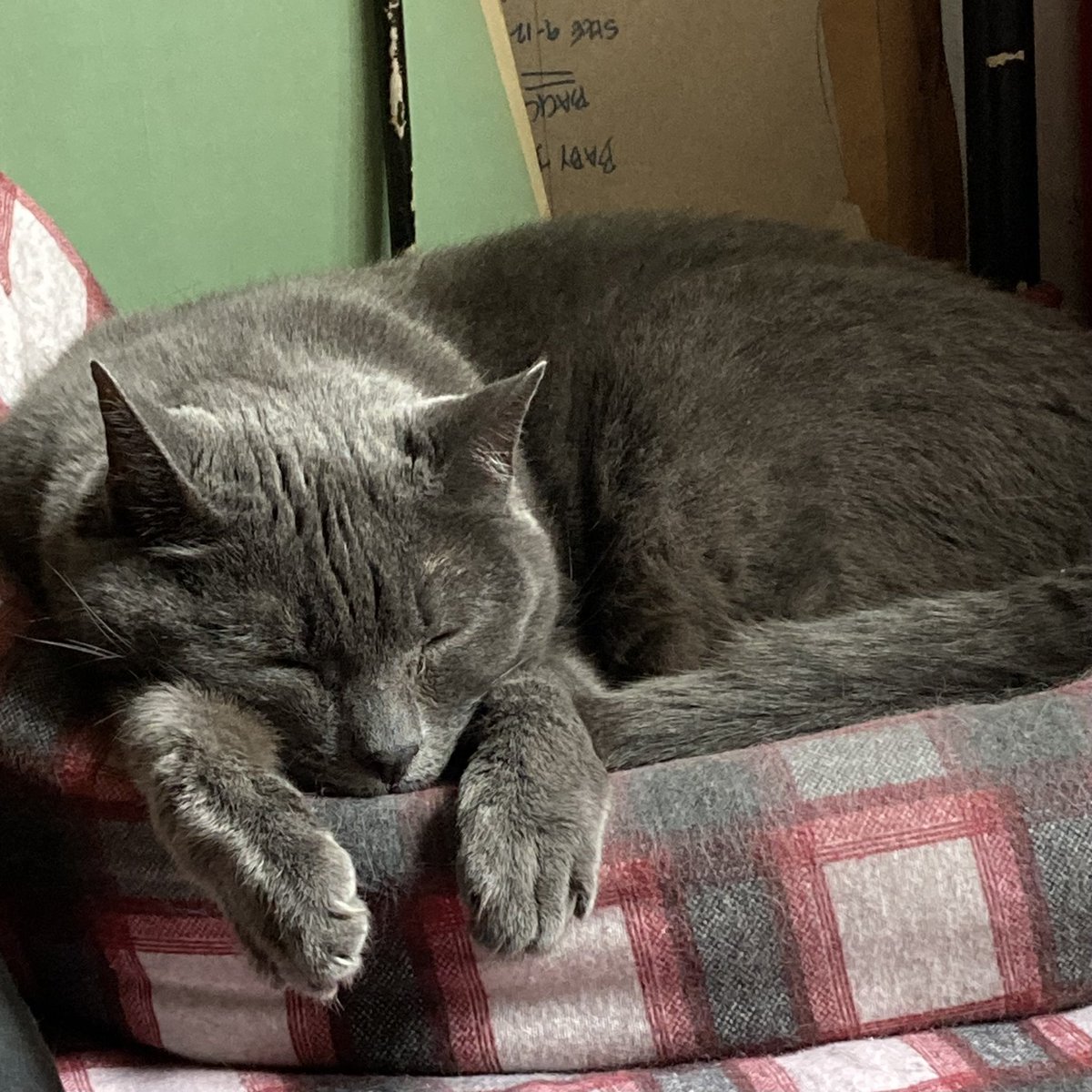 Caturday napping…😻#Caturday