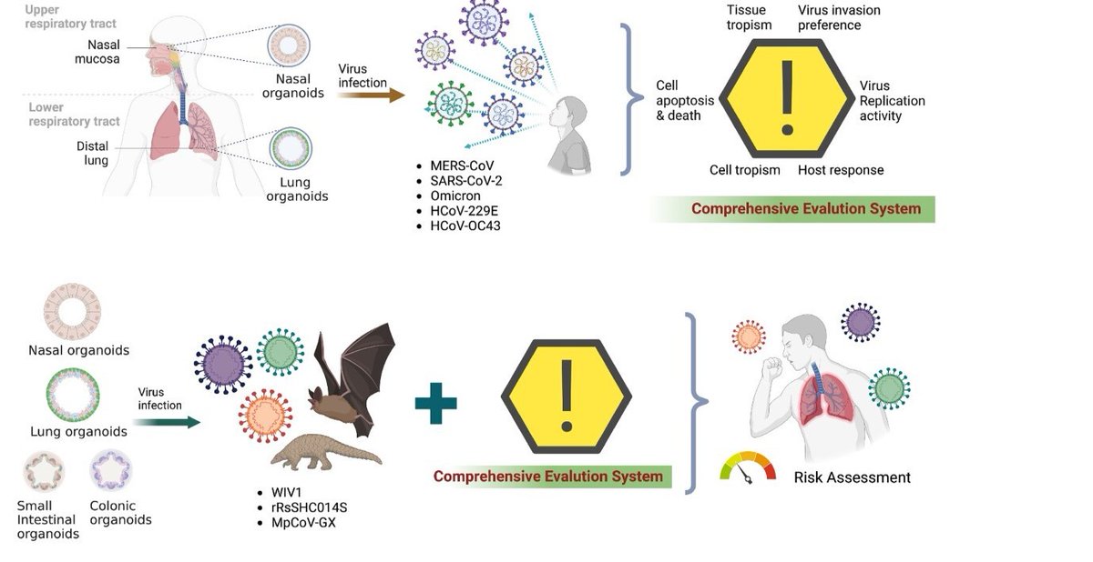 Investigators used 🧫 #organoids as a new model for studying emerging pathogens and their pathogenic mechanisms. 🔎 They explored the key host-virus interaction patterns of five human #coronaviruses in different respiratory organoids. @JournalEMI | bit.ly/3xyLusk