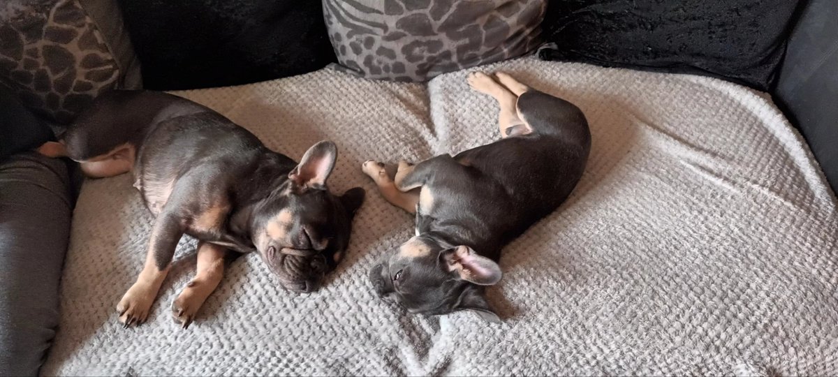 We think someone has settled straight back in nap time for them both 😴 🐾🐾💙❤️
