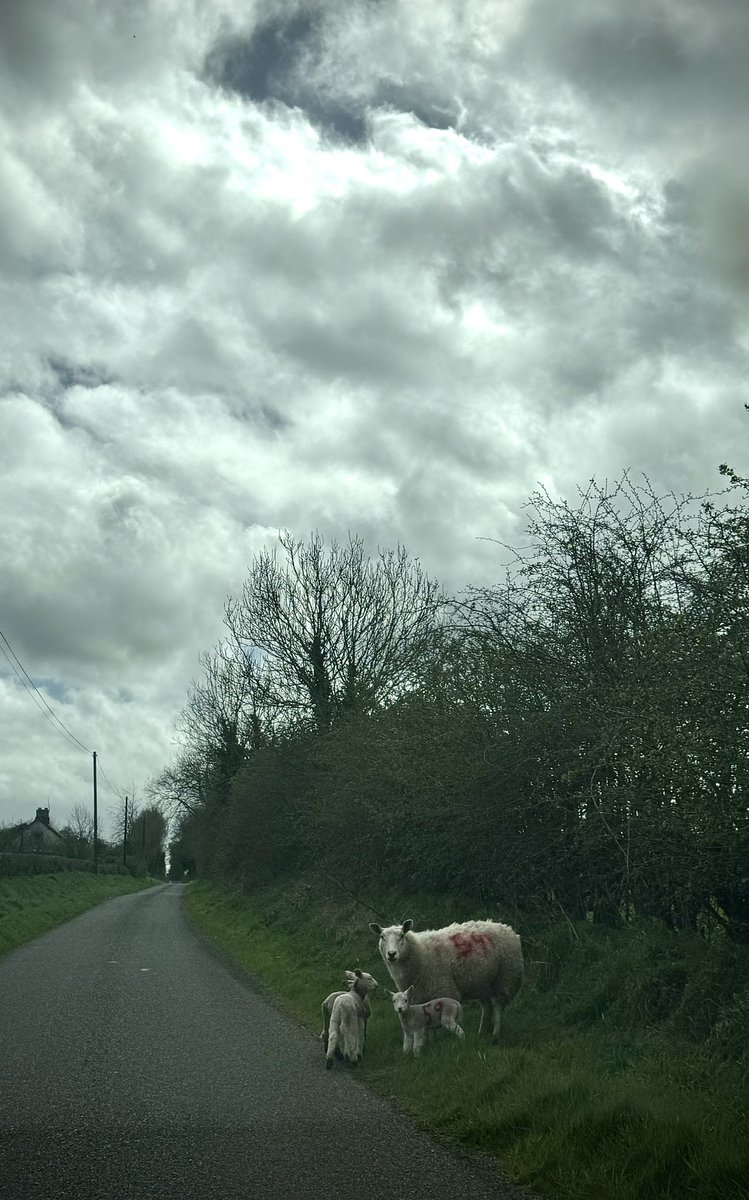 A two-speed kind of day. Winds rising through flurries of cloud above me. Mum and her triplets (the farmer tells me that she breaks out every year) having a wee dander along the road #StormKathleen #poet #ruralliving