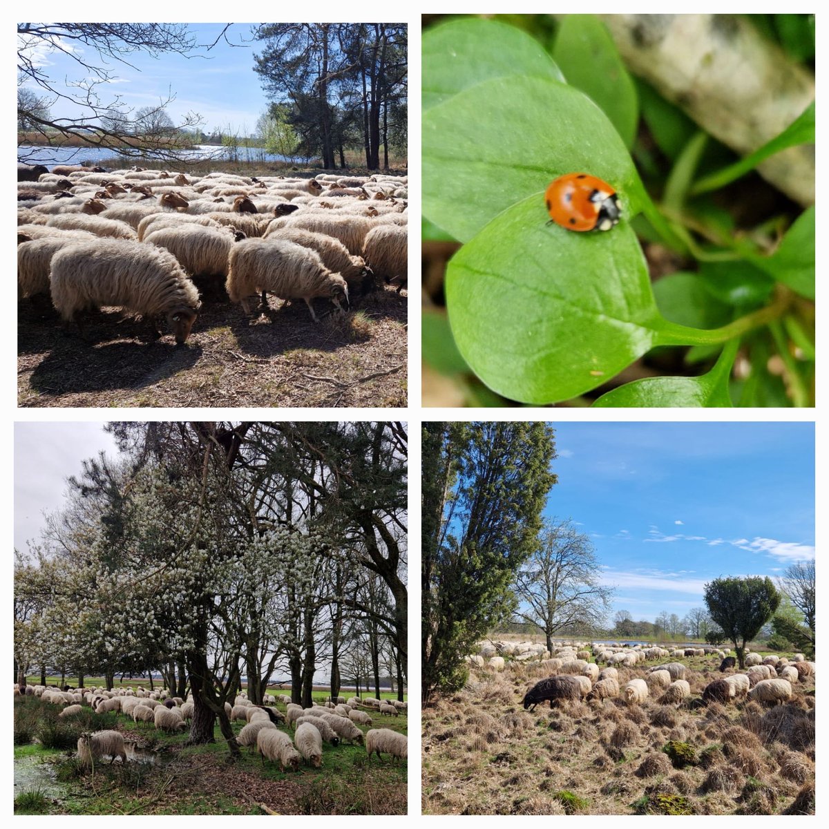 Prachtige zaterdag….
Met de dikke dames op stap.
#SchaapskooiAchtertZaand
#Dwingelderveld
Grazen op de groene weides, zonnetje op de rug. Wel warm voor de schapen en de hond. We hebben genoten🍀💚
⁦@Natuurmonument⁩ 
⁦@N2000drenthe⁩