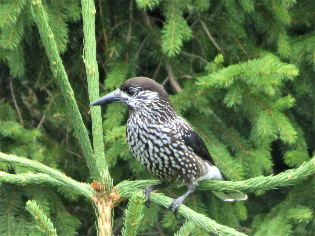 llenswipes's tweet photo. Marsh Tit.  Nutcracker. @sheffphotoctre @nrporter48 https://t.co/SHa5gJT5jk