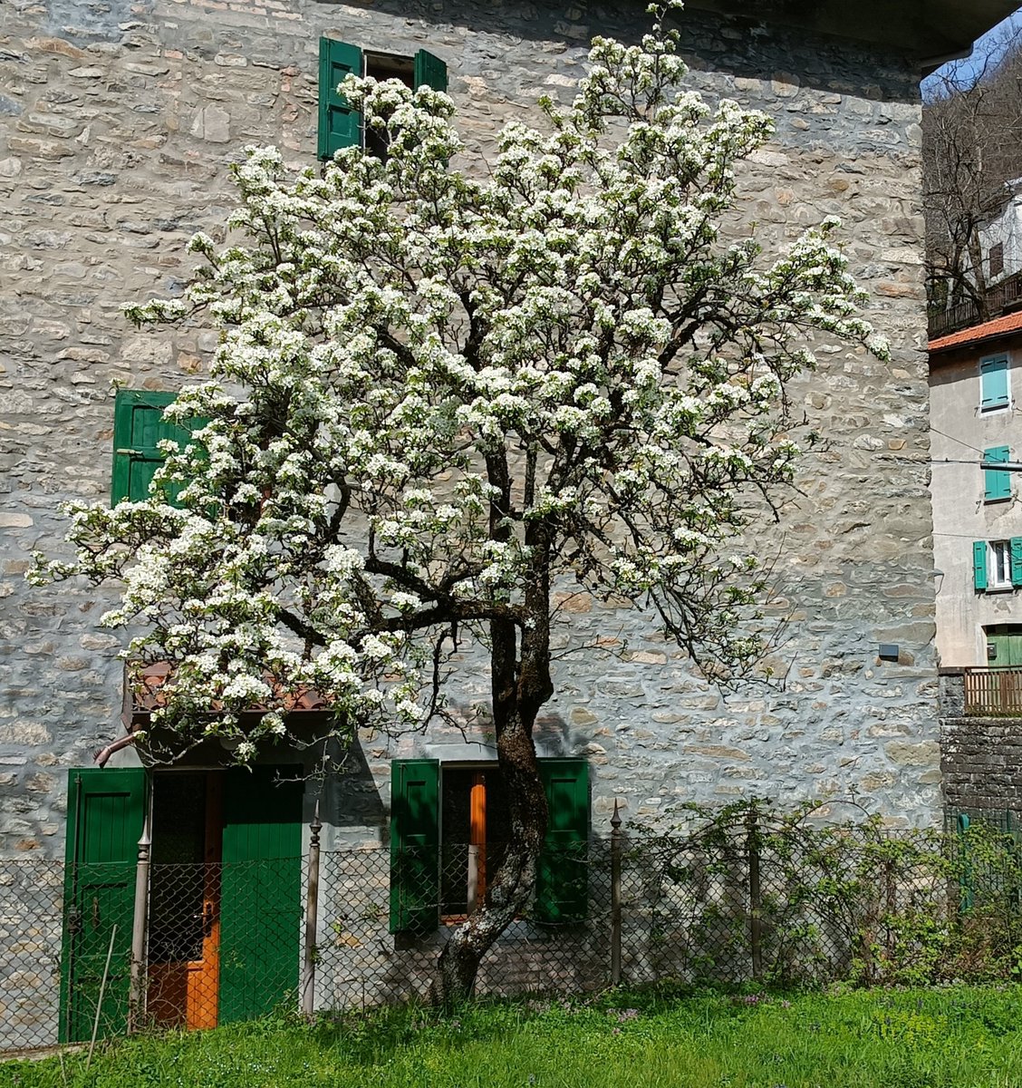 fioritura di un vecchio pero, ancora in gamba