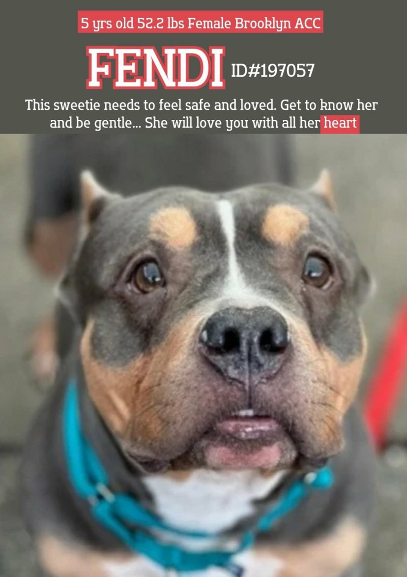 🐕 #Adoptme Fendi 5yrs #Brooklyn acc Lovely girl is looking for someone to show her love and kindness 💖 Show her you care she'll love you forever ❤ nycacc.app Dm @CathyPolicky @SuzanneSugar #FostersSaveLives 🐾