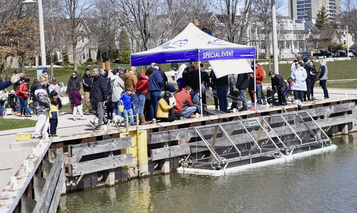 SALMON PENNING: Over 15,000 Chinook salmon fingerlings (4mths old) stocked into net pens at #Bronte Outer Harbour — during 7th annual event at Bronte Heritage Waterfront Park #Oakville by H.R.S.T.A. members & helped by over 100 junior anglers! @sean_omeara @BronteBIA