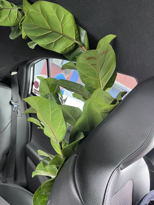 No me cabe una planta m&aacute;s en la casa, pero compr&eacute; dos nuevas. Creo que necesito ir a Plant&oacute;licos An&oacute;nimos