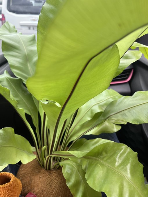 No me cabe una planta m&aacute;s en la casa, pero compr&eacute; dos nuevas. Creo que necesito ir a Plant&oacute;licos An&oacute;nimos