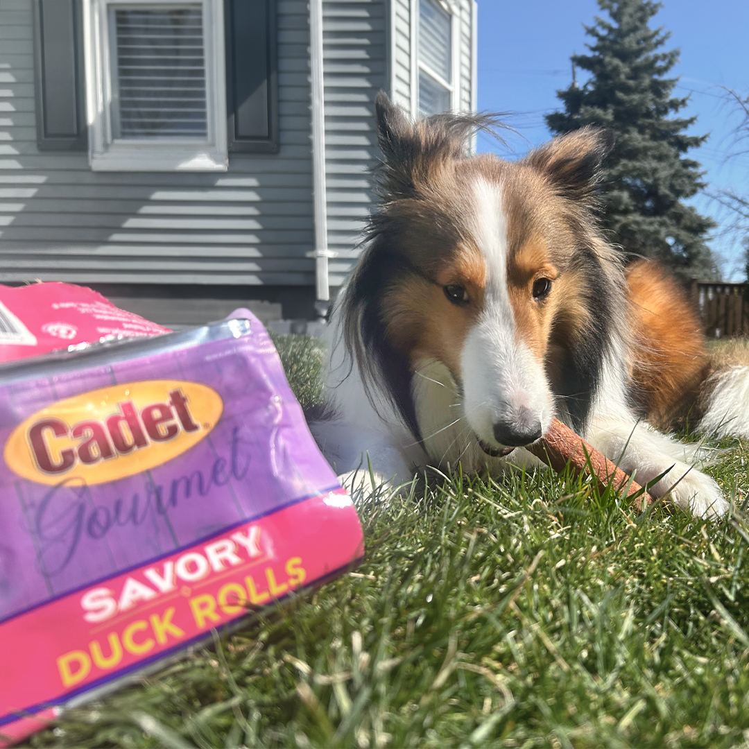 Real duck? Miley's in! Find Savory Duck Rolls on @Amazon and @Chewy.

 📸: shejustbeingmiley on Instagram

#CadetPet #dogchews #dogtreats #sheltie