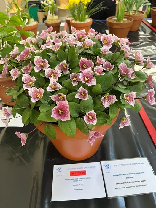 The talented Cyril Lafong shows his growing skill yet again, with the Forrest Medal(Best plant in Show)winning (Pseudotrillium) Trillium rivale at the 2024 Edinburgh Show -  photo from Alan Gardner. Cyril has won more of these than any other person!