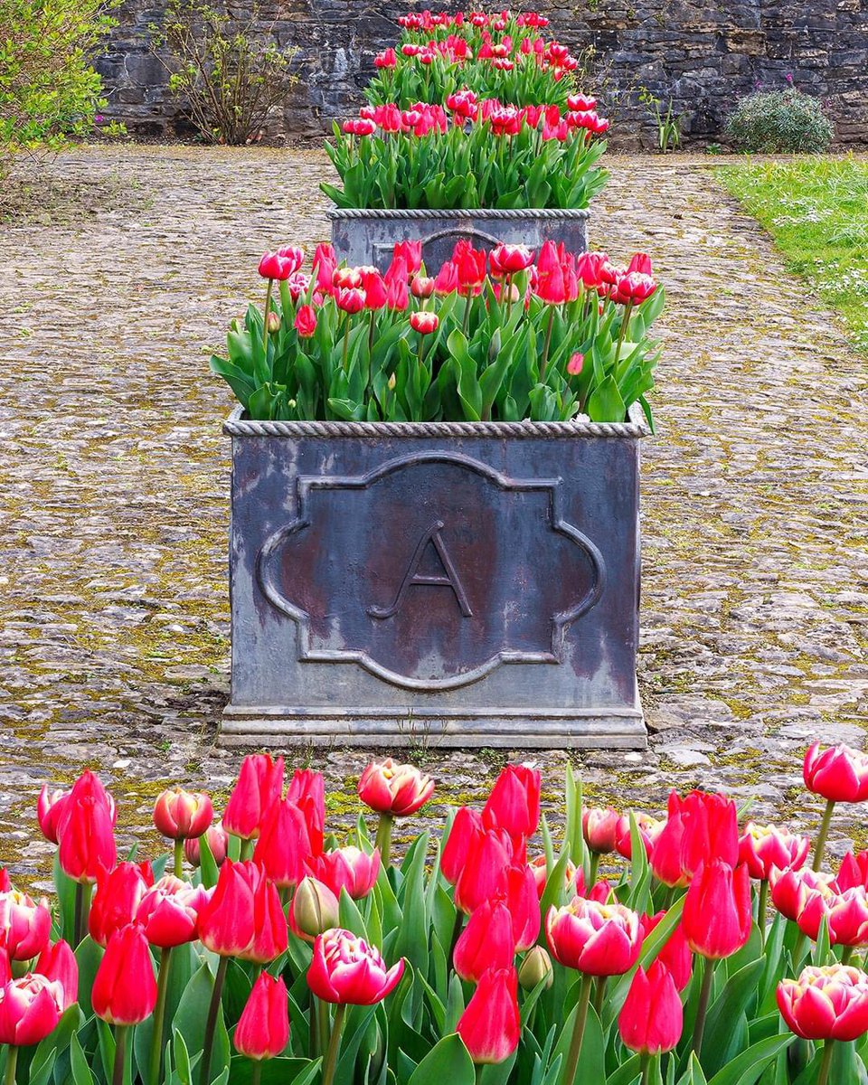 Our wonderful photographer, Nigel McCall, is giving a talk to Ferryside Gardening Club on Monday, 8th April, about his photography. It is an open meeting so all are welcome to attend at Ferryside Rugby Club at 7.30pm. 📸 by Nigel McCall of the tulips in the Cloister Garden.