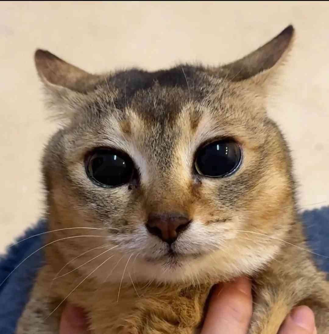 FloppaCareTaker's tweet photo. looks at you like this https://t.co/6o5pnxHRRr