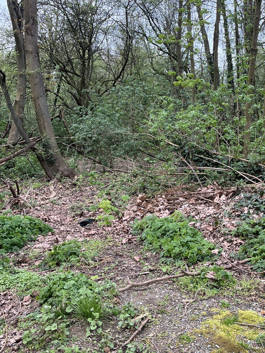 Ladodue's tweet photo. c est ici au milieu de ce bois qu il y a 13 j avais trouvé #Mignonnette si petite si malade mais si warrior en même temps https://t.co/XOUSWmSJyJ