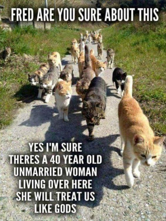 Is this you? Happy #Caturday! #tailsofjoy tailsofjoy.net