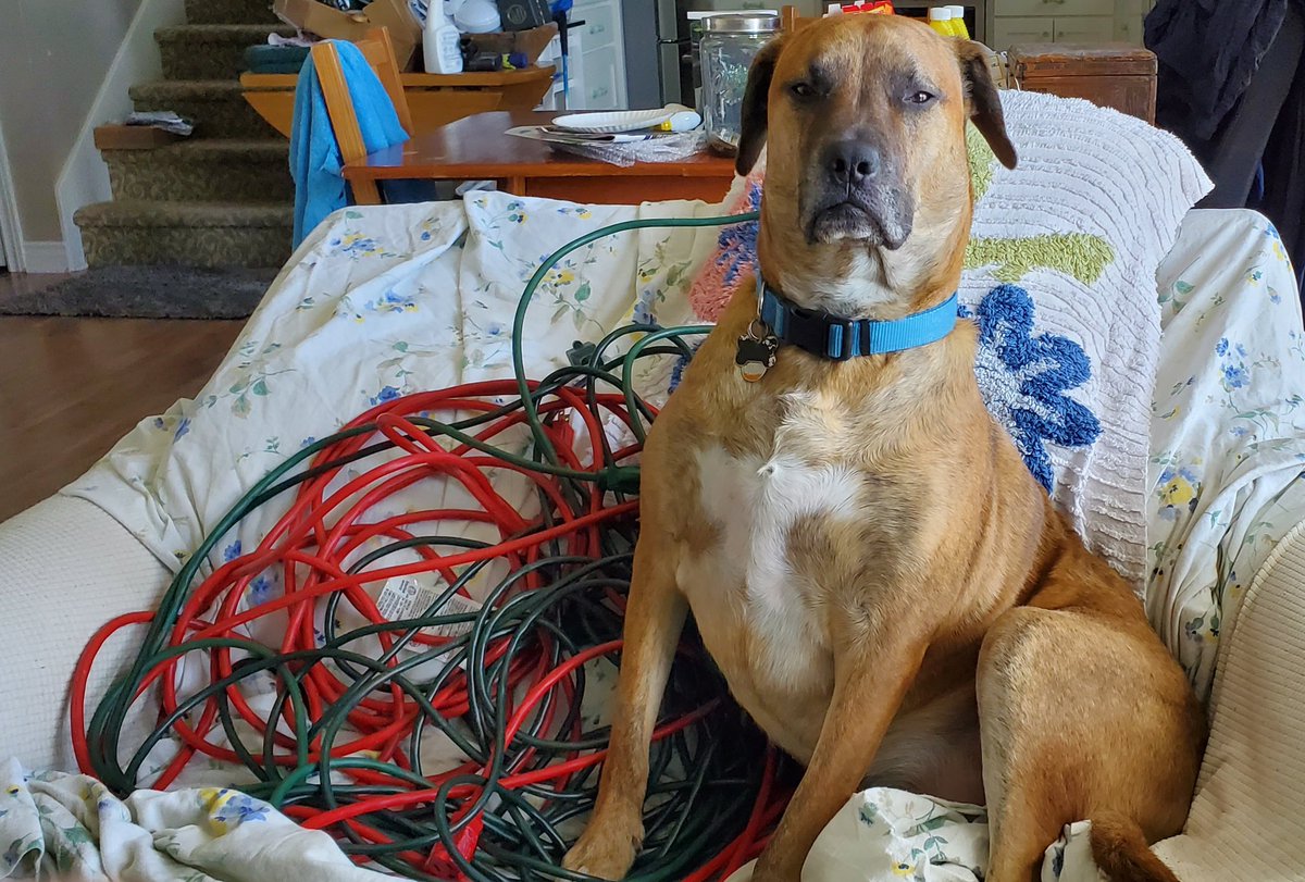 This is my chair.  I can't believe my humom used it for storage.