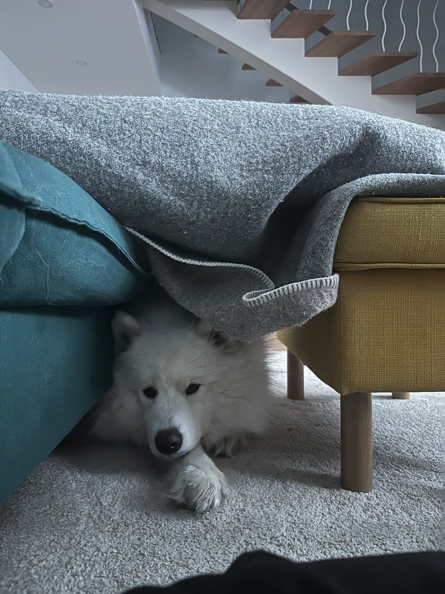 Šiandien šitas bimbizas atsikėlė ir pasirinko būti alfa. Išleidau į išorinį kiemą - peršoko per tvorą pas kaimyną ir šalia stovinčio kaimyno atliko abu gamtinius reikalus 💩. Palikom kieme, o patys išėjom už tvoros tvarkyti aplinkos. Tai sugalvojo išsiraust duobę po tvora!