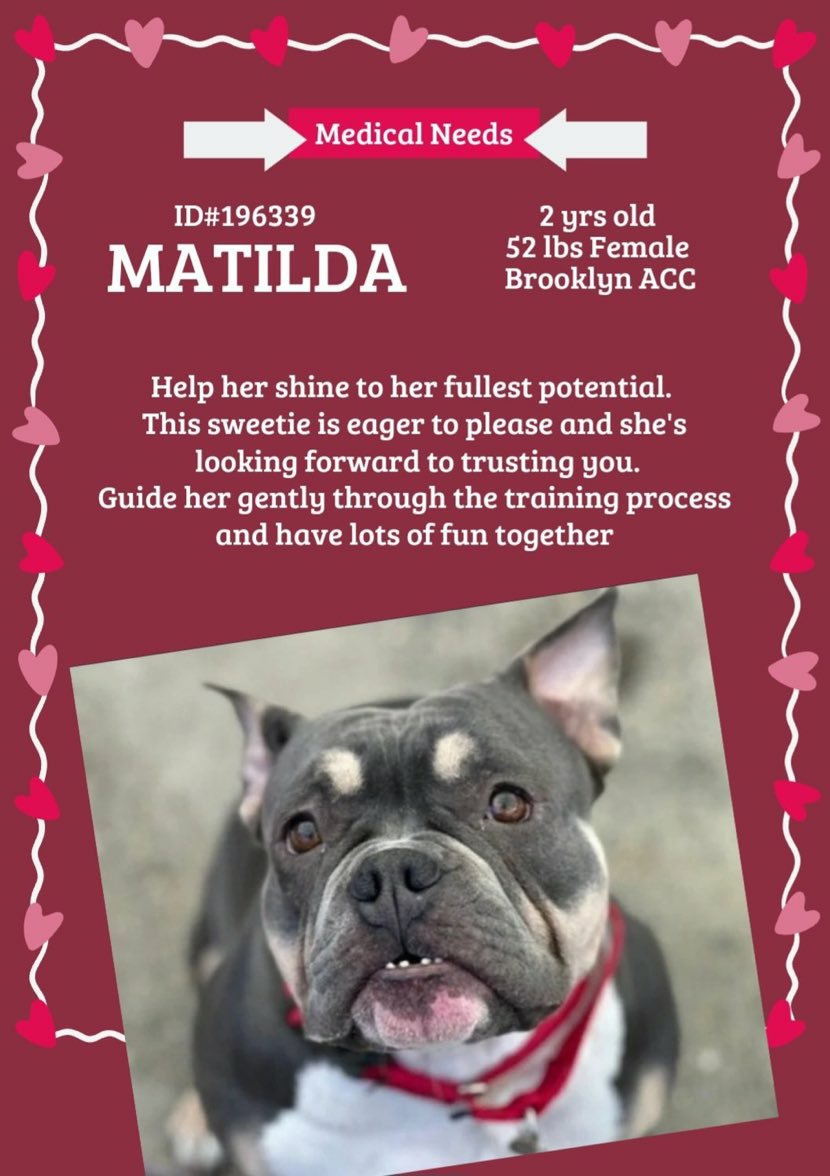 💞 #Adoptme Matilda 2yrs #Brooklyn acc Gorgeous young girl is eager to please looking for someone to trust and love needs some guidance and training 🙏 nycacc.app Dm @CathyPolicky @SuzanneSugar #FostersSaveLives 💖🐶