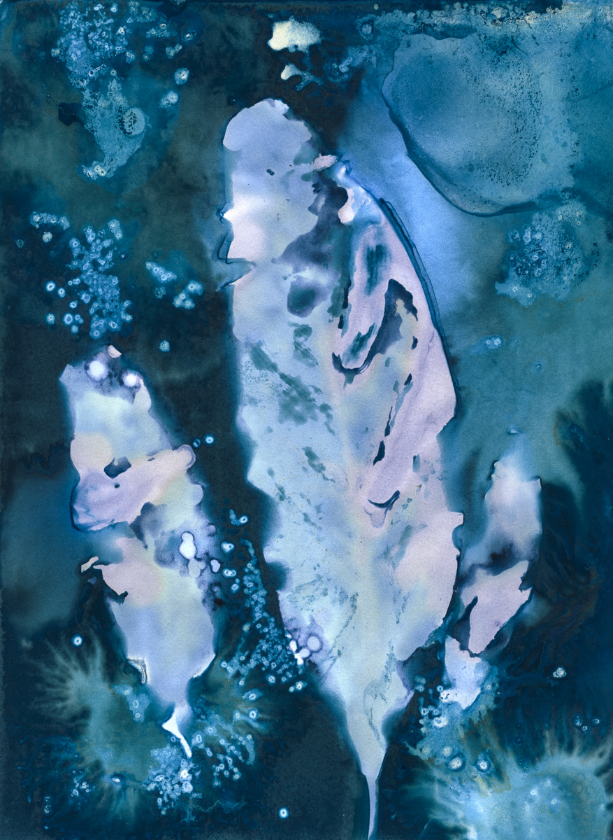 I'm alive. Please enjoy another Wet Cyanotype, Ledebouria Socialis #4, part of an upcoming Return to NFT mint later this spring, and yes, it's #physicallybacked just like the first mints from this series. See you again soon #Algorand