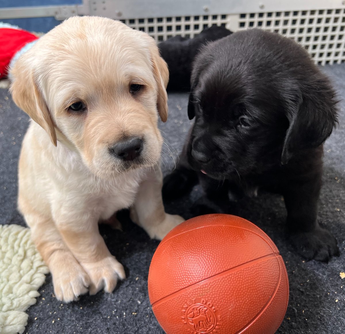 Who do you think is going to take the #MarchMadness crown this year? 🏀 Tell us your pick in the comments! ⤵️ #finalfour #basketball #NCAA #basketballgame #puppies @NCAA @NCAAChamps @MarchMadnessMBB