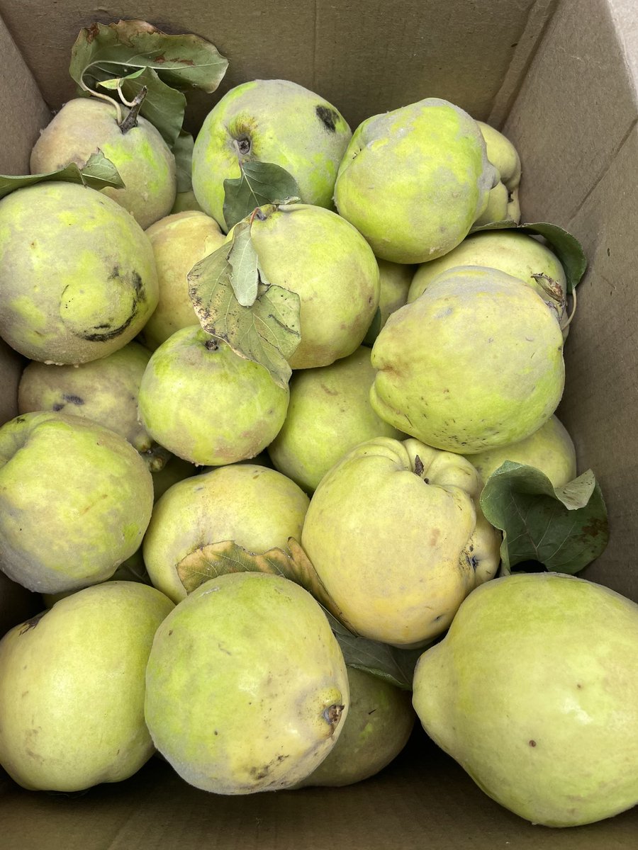 En lo que ya es una de nuestras grandes cábalas damos por iniciada la temporada de dulce de membrillo con los increíbles membrillos de <a href="/fincalacoti/">Federico Mastronardi</a> !!!!!