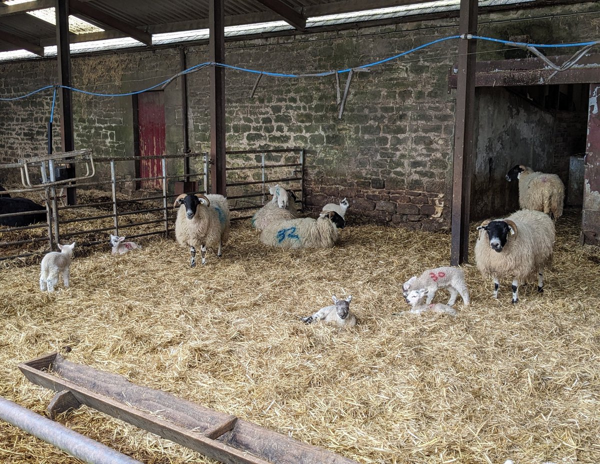 Lambs at North Acomb Farm near Stocksfield today.