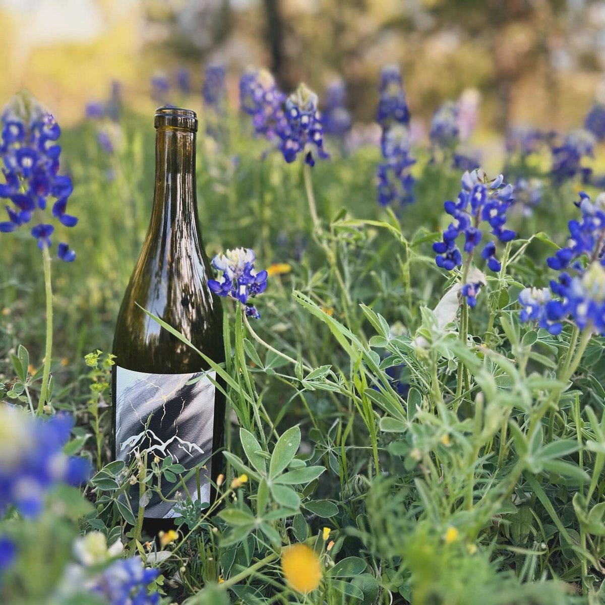 If you’re not posing in the bluebonnets are you even a Texan? We’ve been enjoying an incredibly pretty spring season… and obviously great wine! 😝
