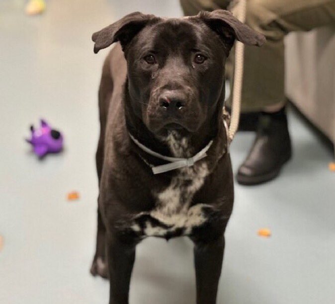 💔🐾 MAXIMO 🐾💔 #NYCACC ▫️ KILL COMMAND❗ Found stray few days ago Fearful, cowering in kennel Allows minimal handling Likes treats 🍖🧀🦴 Needs kindness and patience Please #RT #PLEDGE #FOSTER #ADOPT DM @notthesameone2 #196238 1yr #BLACK PUPPIES MATTER 💞Maximo