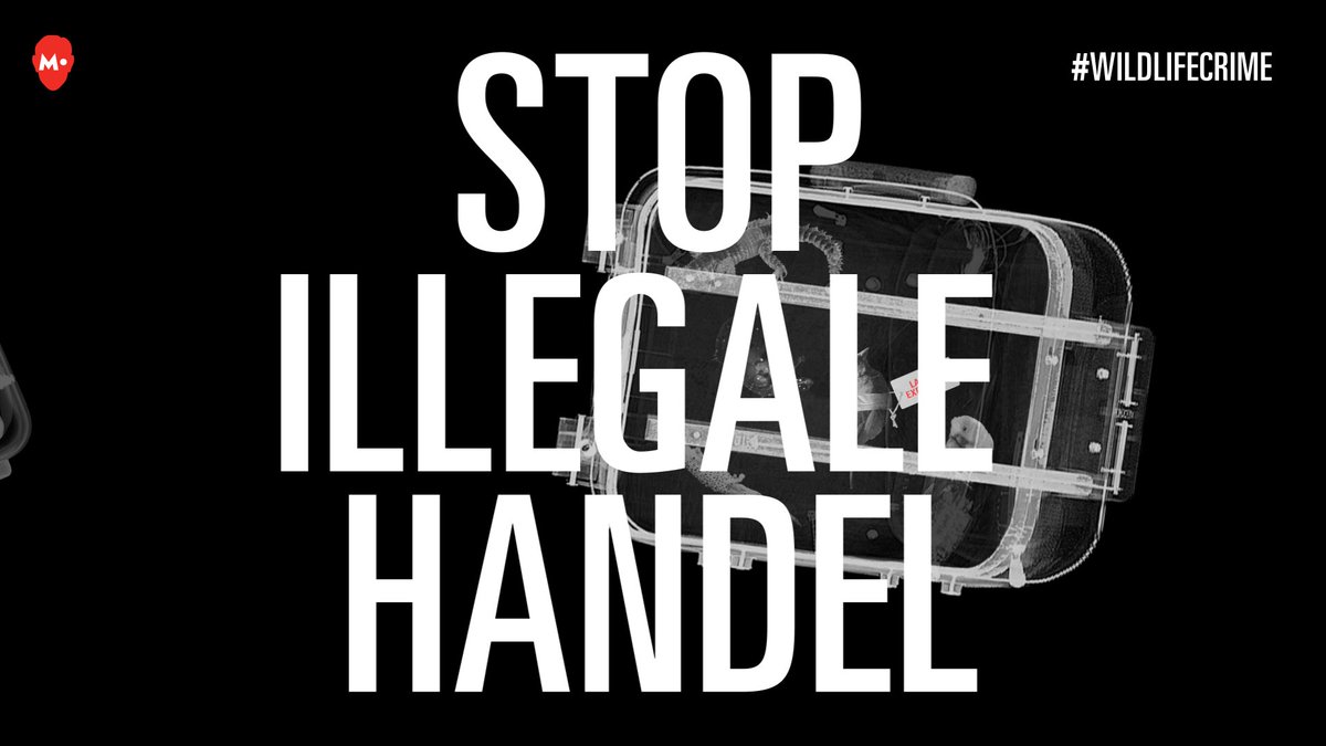 #DIERENHANDEL
Stop illegale dierenhandel! Beschermde dieren van over de hele wereld worden ook in Nederland illegaal verhandeld.

Meld illegale handel in dieren anoniem via 0800-7000 of meldmisdaadanoniem.nl

#anoniemmelden #wildlifecrime