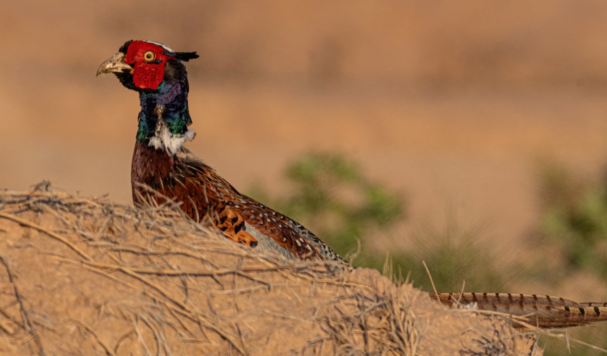 This dude looks he has been doing some fighting lately.  #SaltonSea