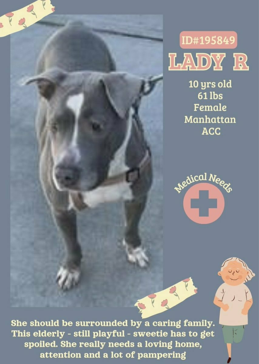 🆘️ Lady R 10yrs #Senior 💔🆘️ She will lose her life anytime 😔 Needs #Foster #Adopter desperately ❌ Please Share Rt Dm @CathyPolicky @SuzanneSugar #NYCACC #FostersSaveLives 🙏 #Pledge