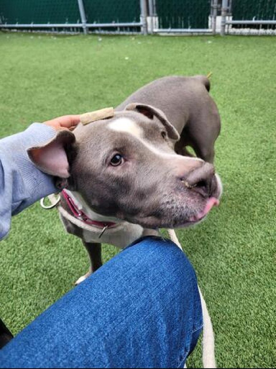 HOURS LEFT, DELISTED in preparation TBK in NYCACC: described as 'a happy dog who likes to play a lot', Lady 195849 lost her family for housing. Ten years old and social, affectionate and active, she's friendly and outgoing with strangers, kids and cats and has great owner notes.…