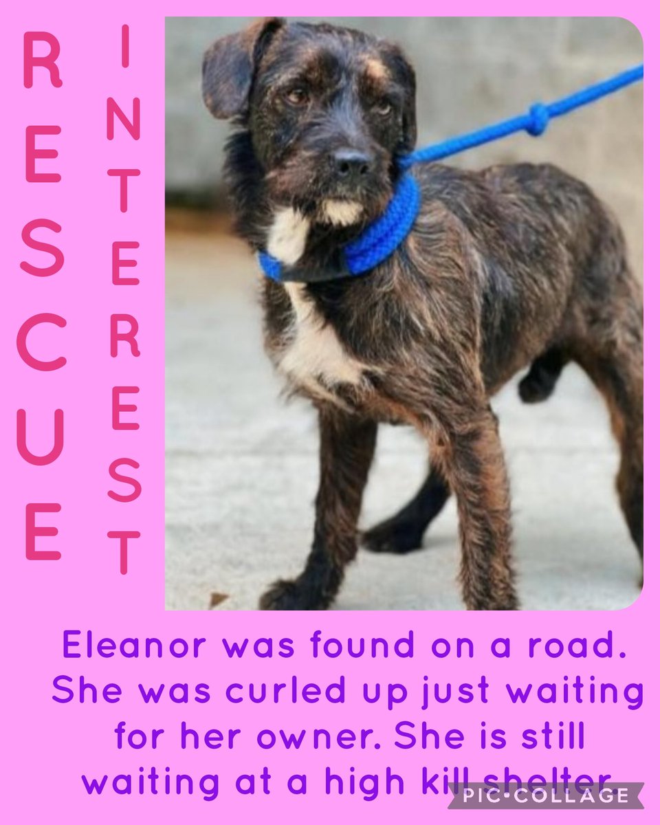 EUTHANSIA ORDER 4/9 

Rescue interest 

Eleanor was found on a road. She was curled up just waiting for her owner. She is still waiting at a high kill shelter. 

Mix
F
11 mth
#A55642373
19.60lb

Mt. Pleasant TX

#PLEDGE #pups #rescue #adopt #dogs #deathrowdogs #deathrow  #codered