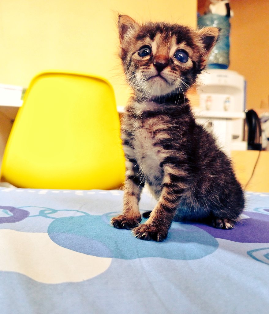 I must attract all the crazies. So my boda guy picked me up from work today. I had a 4 week old kitten with me.
His reaction: bursts into laughter followed by "Ingekuwa mimi ningekachunanisha maskio"
Time for a new boda guy, I guess.
#Vetproblems #Bodabanter