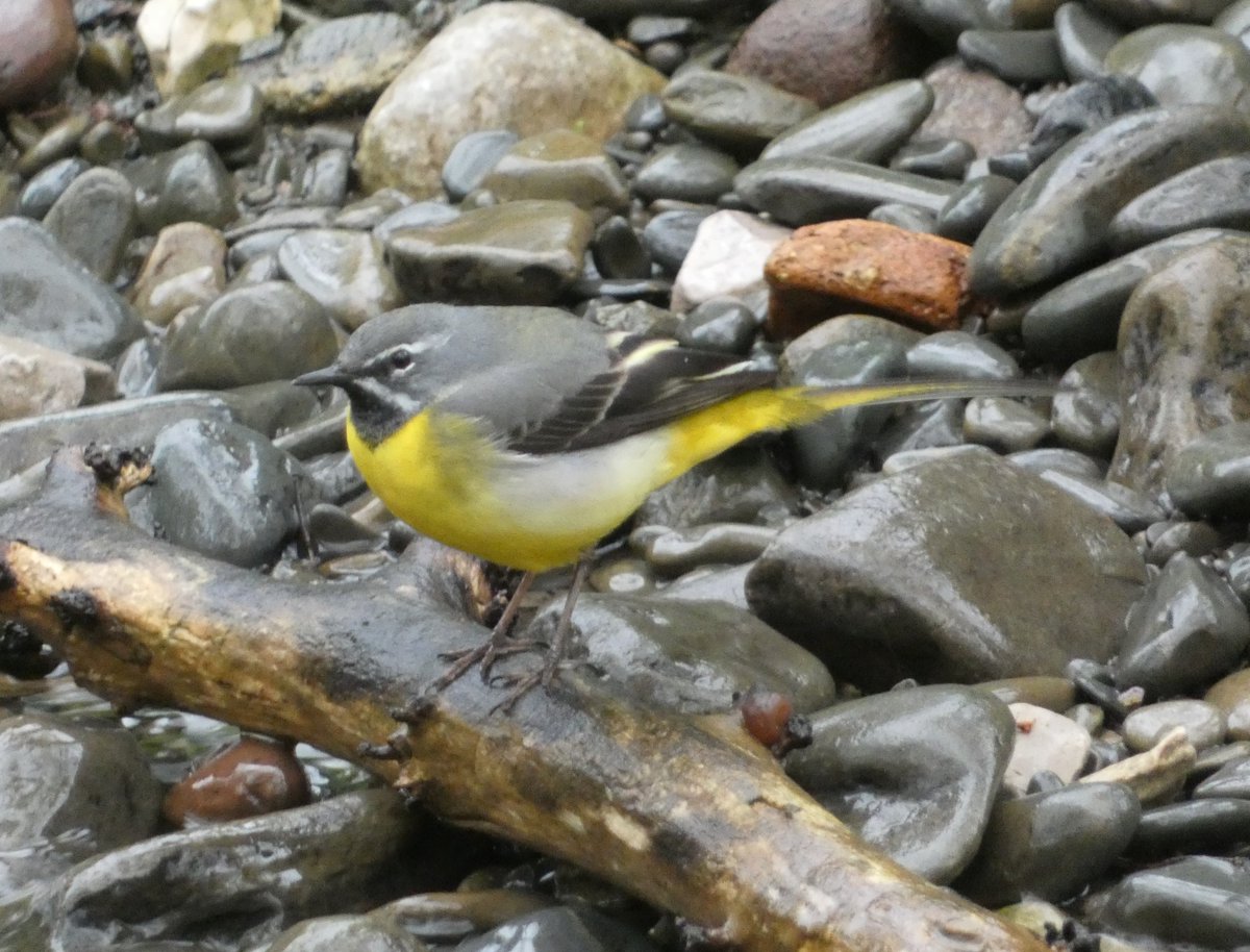 A Grey Wagtail in Llandullas, North Wales yesterday morning @Natures_Voice Far more brightly coloured than the name suggests @_BTO @Britnatureguide #BirdsSeenIn2024