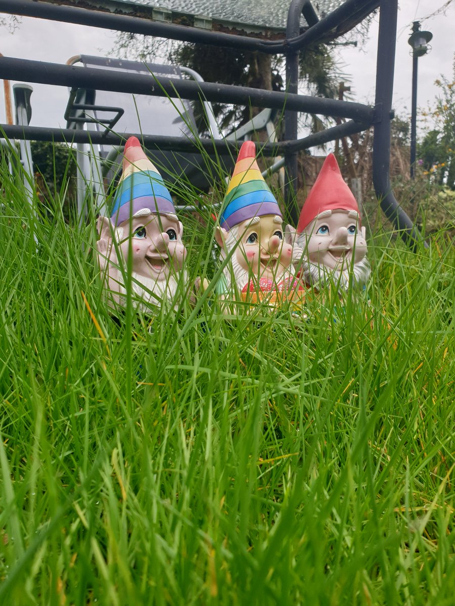 phdev85's tweet image. Well that's the first grass cut of 2024 done. The lawn was that long and raggedy the #Gnomes were starting to complain. 
#Gardening #Lawnmowed 🏳️‍🌈🏳️‍⚧️