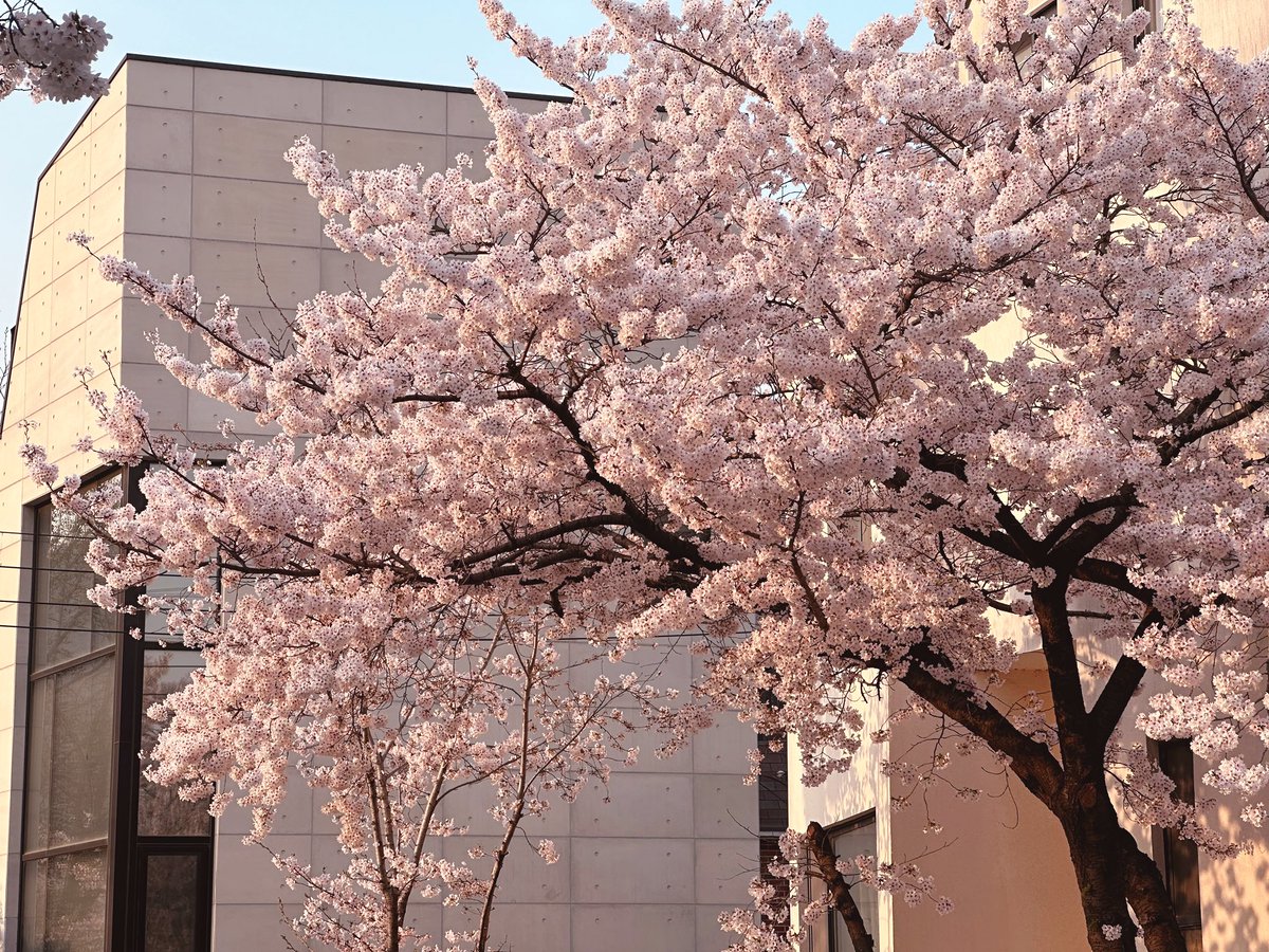 근처 한 바퀴 돌았던 오늘, 예쁘다. 봄!