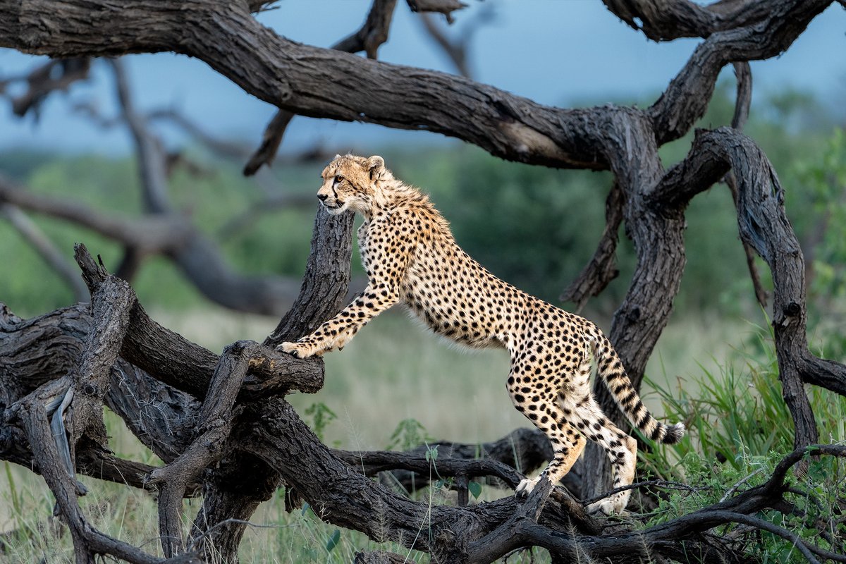 | Where Cheetah's rein... | Kenya... |
#CheetahCub #Portrait #Kenya #Shompole #Wilderness #ketanvikamsey #KVKliks #EarthCapture #BBCEarth #NatgeoIndia #nationalgeographic #BBCWildlifePOTD #YourShotPhotographer #NatgeoYourShot #Christina_Shorter #Kristen_McNicholas