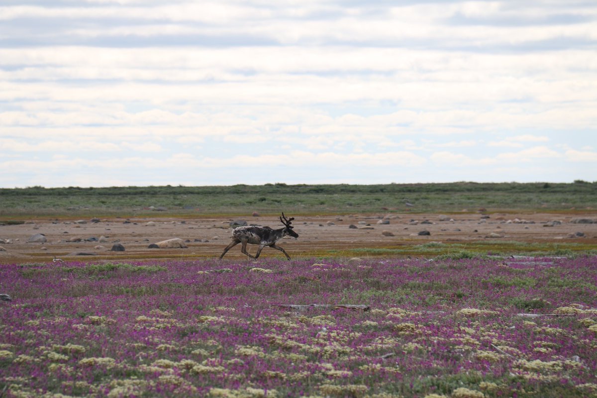 @MushkegowukM @Mushkegowuk @NANComms This is what needs to be protected, the lungs of the earth, the coastlines and rivers. Home to so many, like the woodland caribou. Melting permafrost is eroding the river banks of the Winisk River.