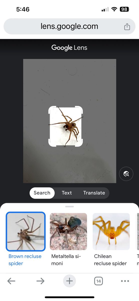 studiobyforest's tweet photo. @Cataranea we just found this guy in the house. I took a picture and did a reverse image search and it suggested brown recluse. They don’t commonly live in Western Washington but we did just move cross country. #notabrownrecluse https://t.co/YDVEH6l3wl