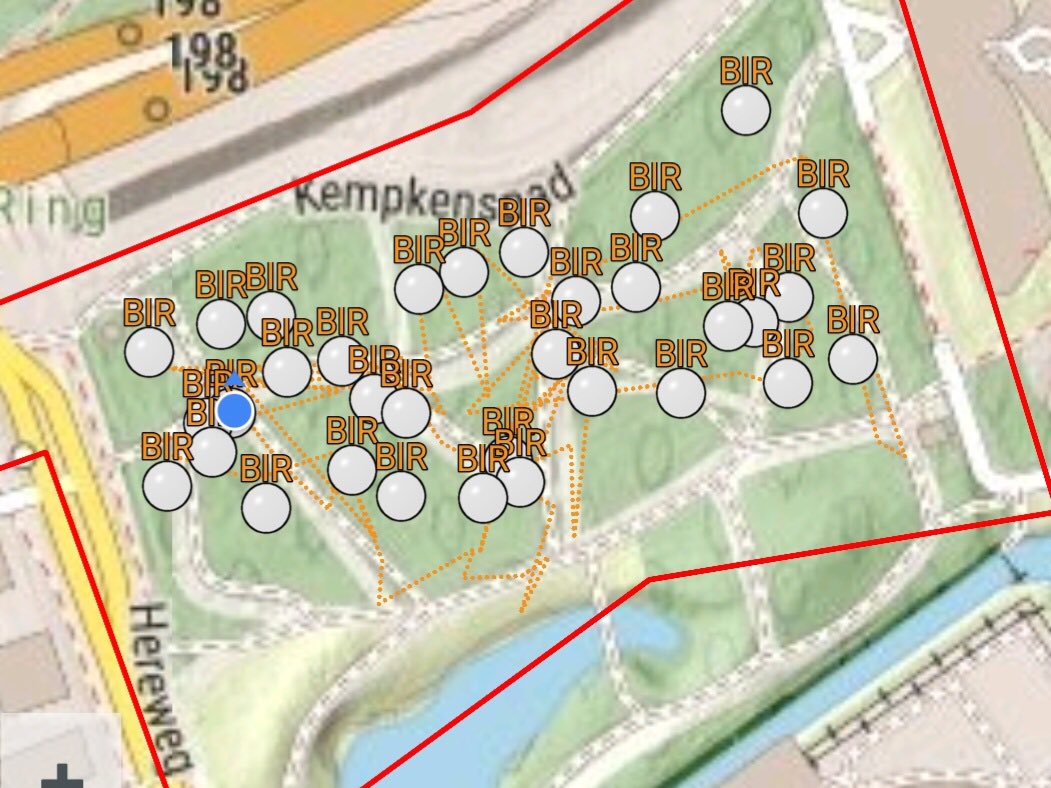 Lichte toename van aantal blauwe reigers in drie broedkolonies in de stad Groningen: van 149 naar 156 nesten. Het Sterrebos is met 103 nesten (verdeeld over 33 bomen) met stip de grootste kolonie @Sovon @AvifaunaGrunn