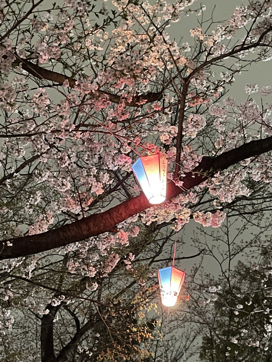Salomonkey24's tweet photo. 飛鳥山公園の桜🌸
この季節がやってきました😌 https://t.co/iRd3MP4V2p