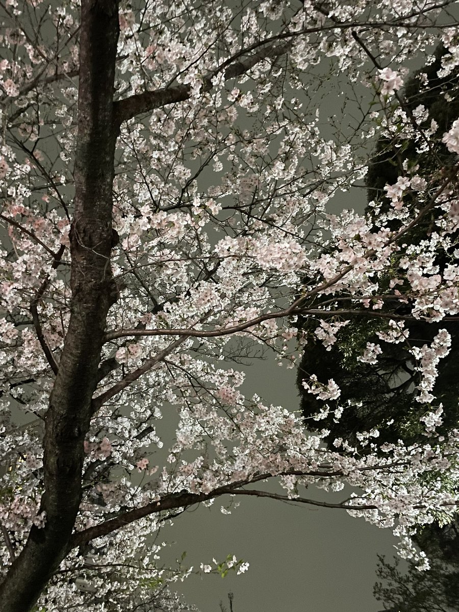Salomonkey24's tweet photo. 飛鳥山公園の桜🌸
この季節がやってきました😌 https://t.co/iRd3MP4V2p