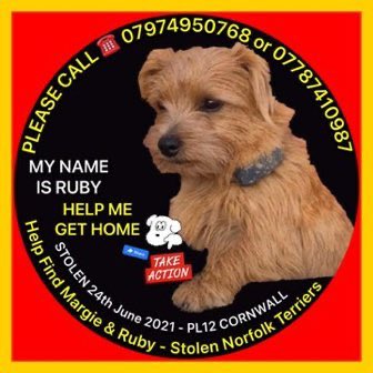 Please RT, have you seen these girls? Margie & Ruby were stolen from their farm between Landrake & Pillaton in SE #Cornwall #PL12 on 24th June 2021. Someone somewhere knows where they are. Please let them go home.😢 🙏 #SaturdayMood #NorfolkTerriers #dogs #stolendogs ⬇️⬇️⬇️