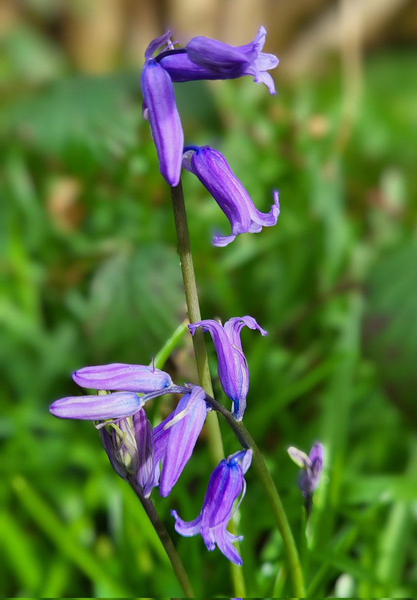 More Early Purple Orchids starting to flower and Bluebells making an appearance too 💜 🪻☘️🍀🌿
#wildorchids #wildflowers #woodlandflowers #NatureBeauty #nature