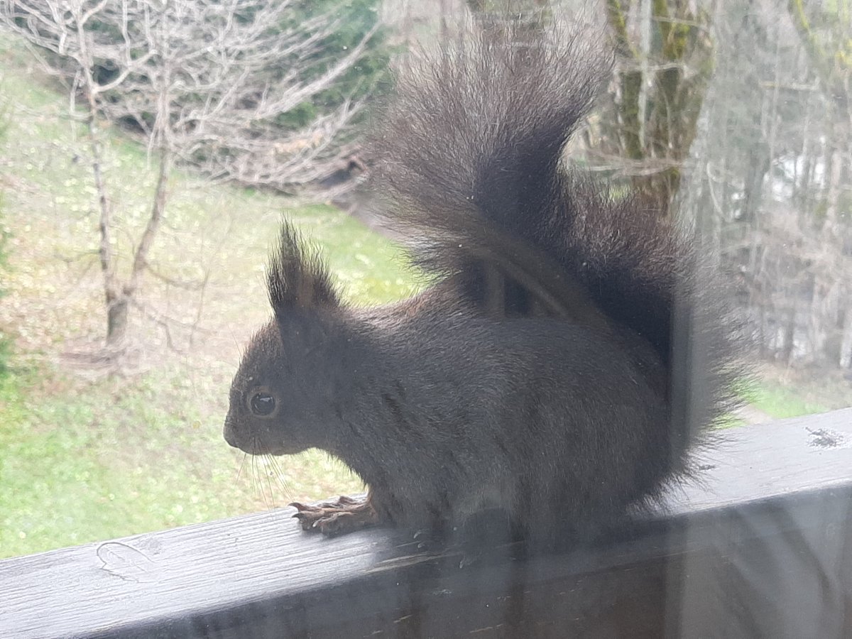 Squirrel of the pet sitter's neighbor in Haute-Savoie, France.