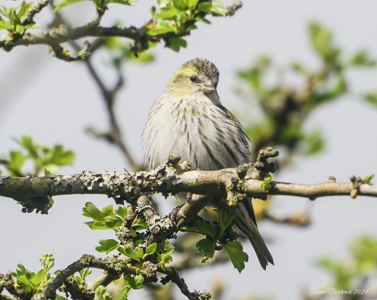 Female Siskin at RSPB Minsmere yesterday @RSPBMinsmere @RSPBEngland @Natures_Voice @SuffolkBirdGrp