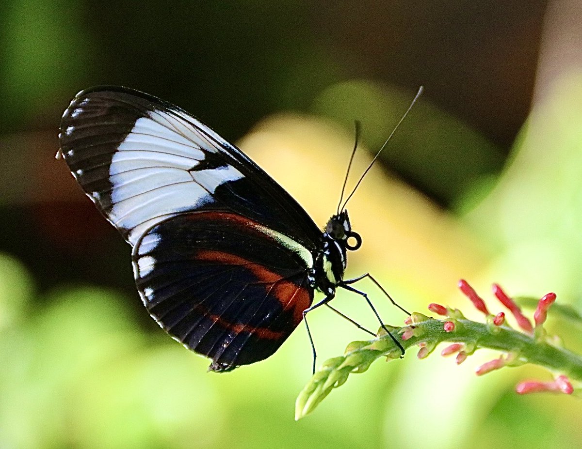 Butterflies are free Saturday #Lepidoptera #Insect #butterfly