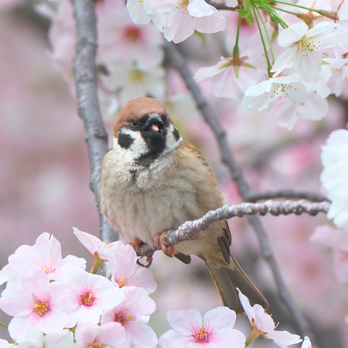 桜､うまっ😋
#スズメ　#すずめ　#雀　#ちゅん活　#sparrow